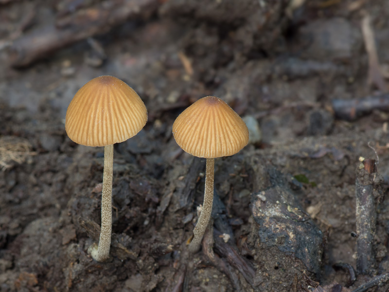 Conocybe ambigua